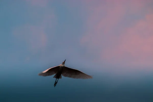 Egret Voando Sobre Céu Crepúsculo Mostrando Aves Envergadura Asas Cheias — Fotografia de Stock