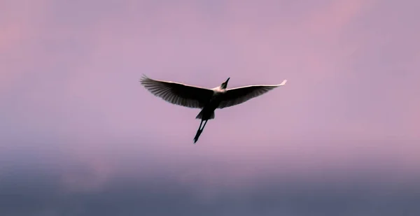 Egret Flyger Över Den Dunkla Himlen Visar Fåglar Fulla Vingar — Stockfoto