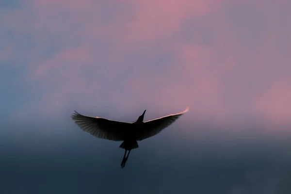 Egret Літає Над Туманним Небом Показуючи Птахам Повні Крила Легкі — стокове фото
