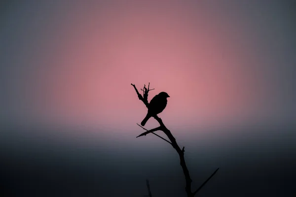 Силуэт Птицы Фоне Закатного Неба Ранняя Птица Получает Понятие Червя — стоковое фото