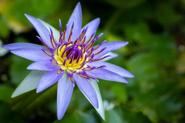 Nymphaea Колората День Цветения Воды Цветок Лилии Имеют Темно Синий — стоковое фото