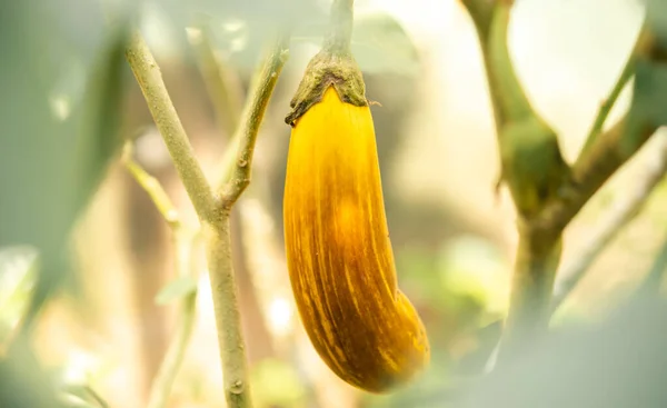 Legume Berinjela Fresca Passar Seu Tempo Maduro Vegetal Roxo Virou — Fotografia de Stock