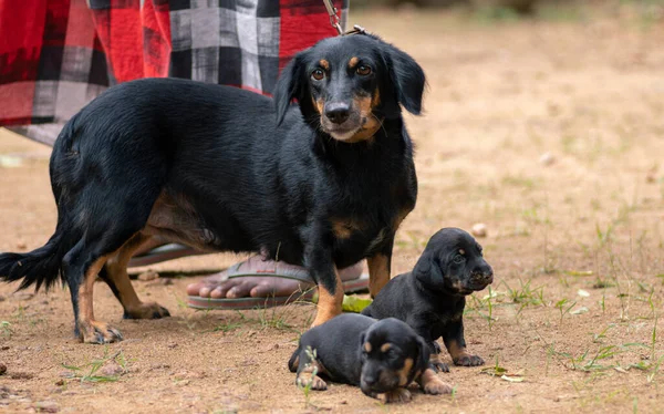 Dachshund Dog Familiefoto Onschuldige Moeder Haar Twee Schattige Baby Pups — Stockfoto