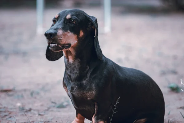 Boos Uitziende Volwassen Mannelijke Das Hond Zittend Blaffende Geïsoleerde Hond — Stockfoto
