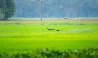 Kırsal kesimde sabah güzel manzara, görkemli tavus kuşu yeşil yemyeşil çeltik tarlasında yürüyor, sabah sisi uzaklarda..