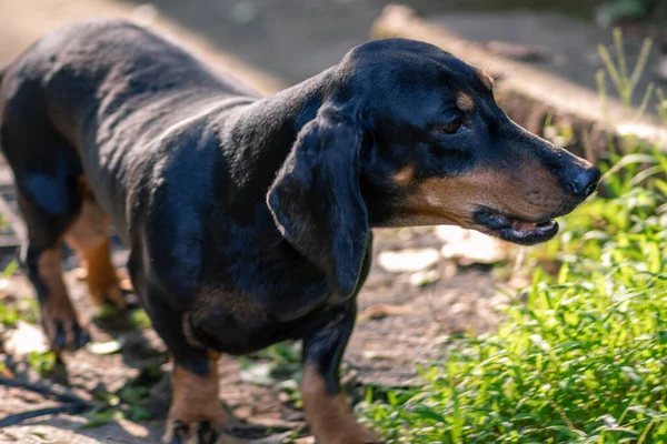 Σκύλος Dachshund Μαμά Προστατευτικός Των Νεογέννητων Κουταβιών Γαβγίζει Όλους Γύρω — Φωτογραφία Αρχείου