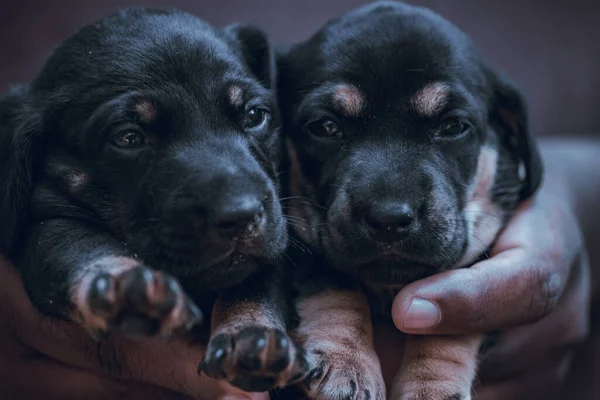 Met Twee Puppy Hand Teckel Pups Zijn Donker Zwart Haar — Stockfoto
