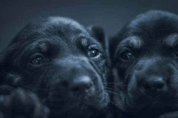 Twee Onschuldige Pasgeboren Honden Hoofden Samen Close Teckel Pup Zorg — Stockfoto