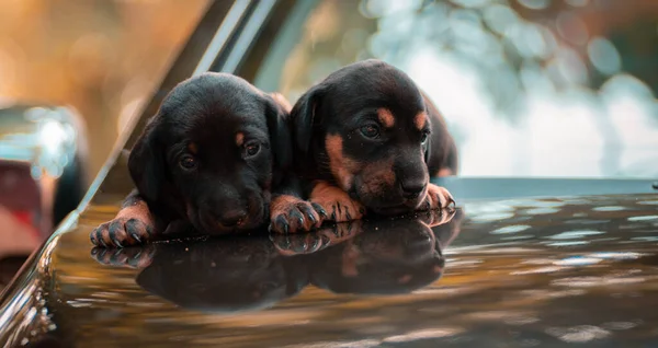 Schattige Pasgeboren Baby Worstje Hondjes Auto Capuchon Samen Delen Warmte — Stockfoto