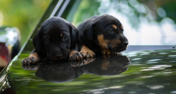 Schattige Pasgeboren Baby Dassenhond Puppies Autokap Samen Het Delen Van — Stockfoto