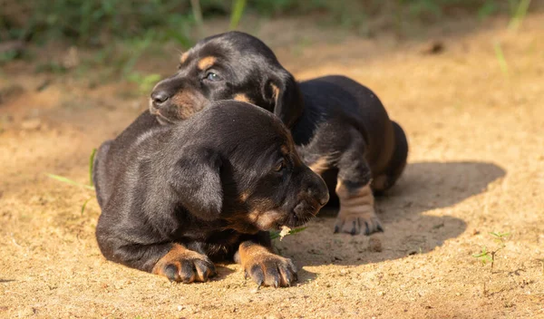 Das Hond Puppies Spelen Buiten Als Ontdekken Wereld Voor Eerste — Stockfoto