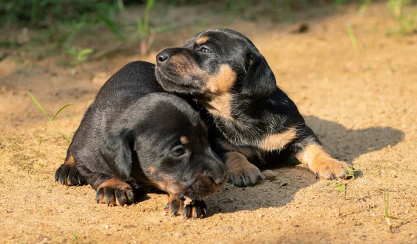 İki haftalık yeni doğmuş dachshund yavruları akşamları arka bahçede oynuyorlar. Güneş ışığı yüzlerine vuruyor. Titriyorlar ve vücutlarının sıcaklığını paylaşıyorlar..
