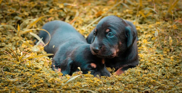 Schattige Dachshund Pups Liggen Achtertuin Knuffelen Spelen Met Pasgeboren Broers — Stockfoto