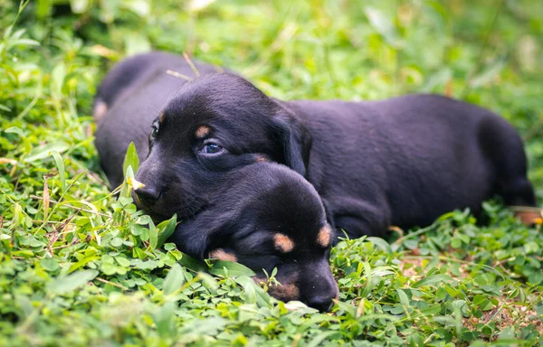 Schattige Dachshund Pups Liggen Achtertuin Knuffelen Spelen Met Pasgeboren Broertjes — Stockfoto