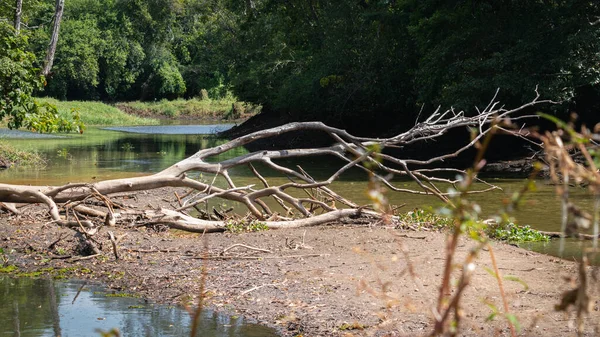 Seco Lago Com Árvores Mortas Caídas Margem Lago Calma Lenta — Fotografia de Stock