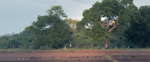 Casa Copa Das Árvores Campo Arrozais Vista Paisagem Aldeia Rural — Fotografia de Stock