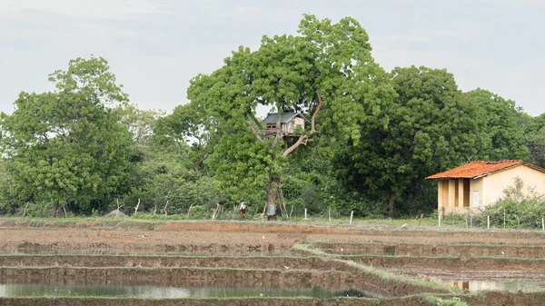 Casa Sull Albero Campo Risaie Villaggio Rurale Vista Sul Paesaggio — Foto Stock