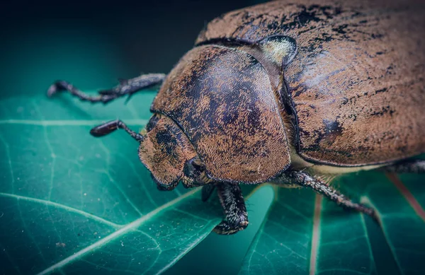 Narancs Barna Színű Old Beetle Egy Levél Makró Közelkép Vadon — Stock Fotó