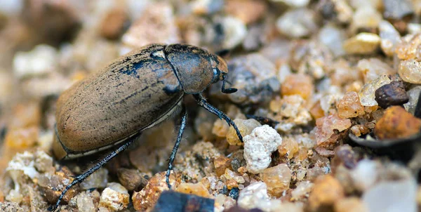 Escarabajo Marrón Viejo Grande Suelo Arena Insectos Impresionantes Macro Fotografía — Foto de Stock