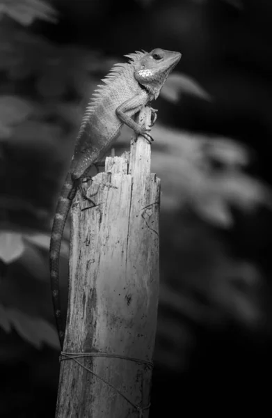 Lagarto Bonito Jardim Verde Subir Sentar Cima Tronco Madeira Como — Fotografia de Stock