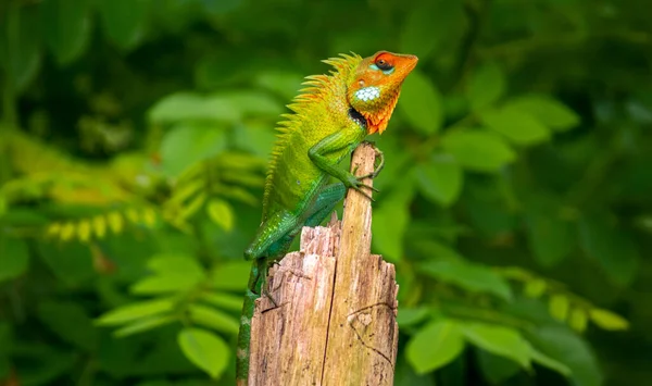 Prachtige Groene Tuin Hagedis Klimmen Zitten Top Van Houten Stam — Stockfoto