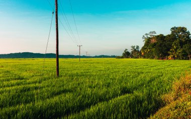 Kırsal bir köyde güzel bir sabah ve çeltik tarlası fotoğrafçılığı.,
