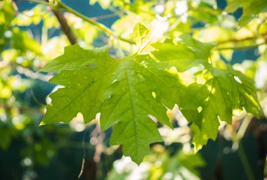 Taze acı kavun yeşili yapraklar Güneşten ışıldıyor.
