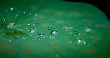 Yeşil nilüfer yaprağının üzerindeki su damlacıkları fotoğrafı kapatın..