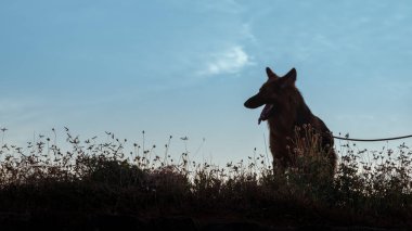 Alman çoban silueti fotoğrafı çimlerin altında, düşük açılı, tasmalı hayvan ağzı açık ve dilsiz yürüyüş ve dışarı usta ile zaman zevk.