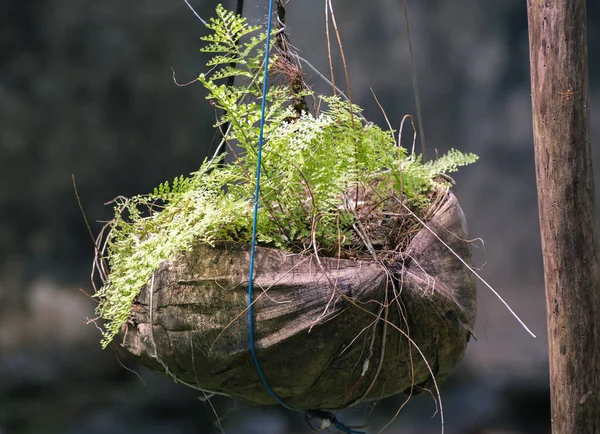 Making a hanging nature friendly flower pot out from a coconut husk, beautiful DIY home garden idea.