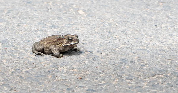 Ugly and fat Toad spotted in the middle of the road on a hot and sunny day creating sharp shadow underneath the soft body of the frog, Crossing to the other side before vehicle run over.