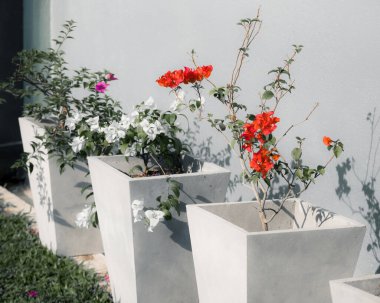 Bougainvillea arka bahçedeki çimento saksılarına dikilmiş..