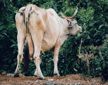 Yolun kenarında yaprak yiyen inekler, koca boynuzları ve çirkin kalçaları var..