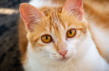 Genç ve turuncu gözlü kedi kameraya bakıyor, yerde oturuyor, ve güzel ve sevimli hayvan portresine bakıyor, gözlerdeki masumiyet kavramı.