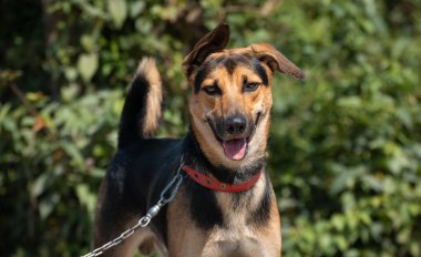 Genç Alman çoban köpeği göl yolunda efendisiyle yürüyüşe çıkar. Her zaman dinlemek için bir kulağı açık, tasmalı bir köpek varken itaat eğitimi. Sadık ve tatlı arkadaş konsepti fotoğrafı.