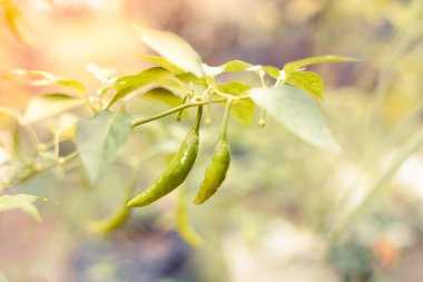 Bitkide yeşil biberler, taze taze biberler sabah bahçede parıldayan yumuşak güneş ışığı..