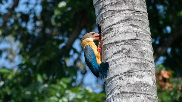 Stork-billed Kingfisher bird in action, peeking inside the nest created by a woodpecker in the coconut tree trunk, eating the hatchlings of the woodpeckers when the parent birds not around to protect,