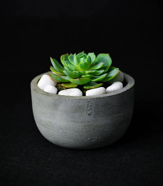Cactus plant in a round cement pot, potted green cactus with white rocks, living room decor minimalist concept studio lighting photographs. copy space for texts in the dark background, plant side view