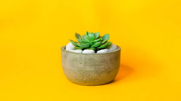 Cactus plant in a round cement pot, potted mini cactus with white rocks, living room decor minimalist concept studio lighting photograph. copy space for text in the yellow background, plant side view.