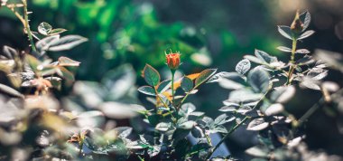 İzole olmuş pembe çiçek tomurcukları sabah çiçek açıyor, arka planda çiçek tomurcukları ön planda ve arka planda Bokeh etkisini bulanıklaştırıyor. Evdeki gül bahçesi.