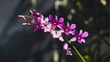 Mor Orkide Çiçek dalına yaklaş.