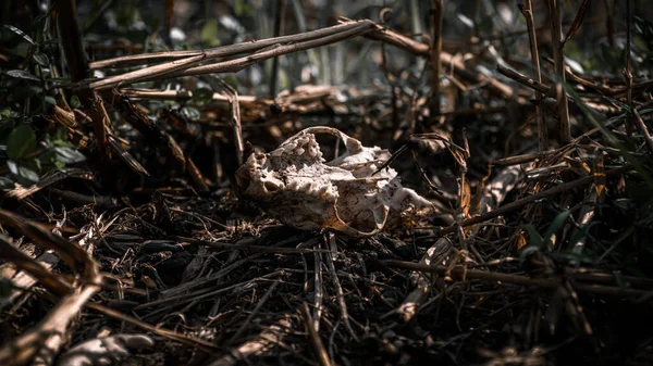 Burnt rat skull in a forest, human deforestation, and put fires cause animals to suffer and death.