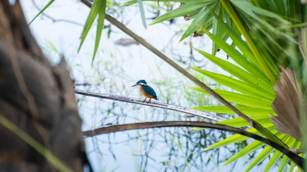 Gewone Ijsvogel Een Tak Een Meeroever Die Waakt Het Kalme — Stockfoto