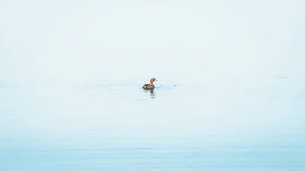 Little Grebe duck swimming in a lake isolated on clam blue waters in Pusiyankulama Wewa, Anuradhapura Sri Lanka.