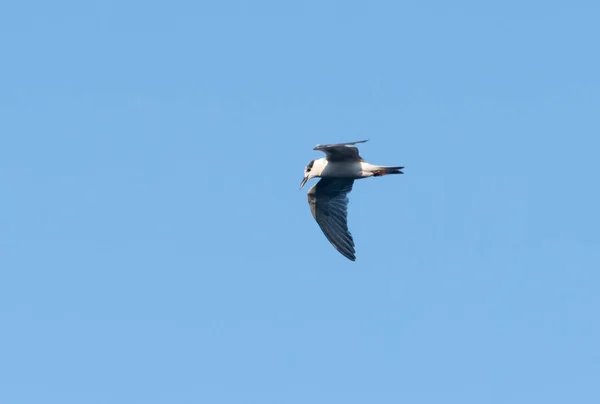 Volo Uccello Petrel Con Cappuccio Nero Contro Cieli Azzurri Limpidi — Foto Stock