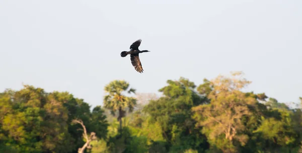 Indian cormorant bird in flight against trees on the shore of the beautiful lake in Pusdiyankulama Wewa.
