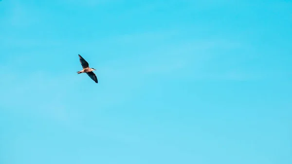 Voo Pássaro Petrel Preto Tampado Contra Céu Azul Claro — Fotografia de Stock
