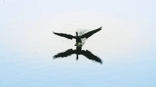 Indyjski Kormoran Ląduje Spokojnej Powierzchni Wody Jeziora Pusiyankulama Wewa Tworzenie — Zdjęcie stockowe