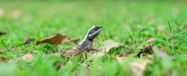Boyalı Dudaklı Kertenkele ya da yaygın olarak bilinen adıyla Sri Lanka Kan Emici, ülkeye özgü bir kalot türüdür. Kertenkele hızla çimlerin üzerinde hareket ediyor. Vahşi yaşamın yakın plan fotoğrafı..
