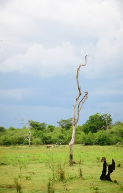 Yeşil tropikal bir ormanın ortasında yapayalnız, yapayalnız, ölü bir ağaç, Lunugamvehera Ulusal Parkı, arka planda toplanan kasvetli yağmur bulutları.,